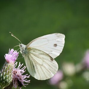 Schmetterling Du kleines Ding