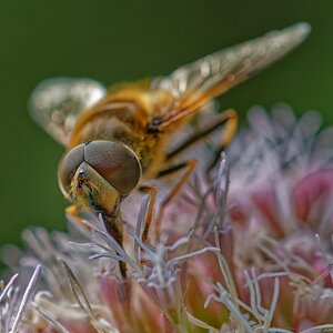 Schwebfliege