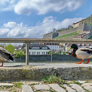 Stockenten in Würzburg .jpg