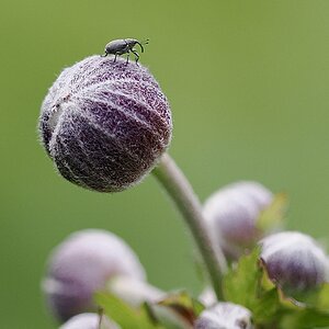 Die Welt ist eine Kugel