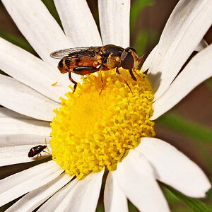 Keulenschwebfliege und Mikrowanze.