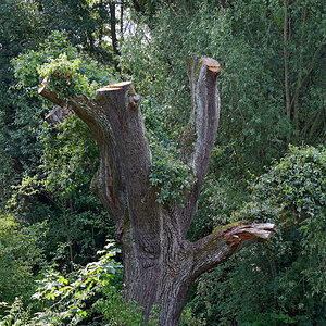 Der Baum im August