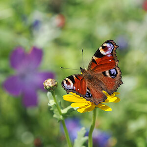 Endlich wieder Sommer!