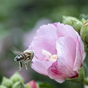 Pollen