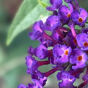 Blüten vom Sommerflieder