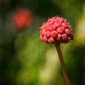 Frucht