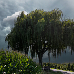 Baum - August 2025