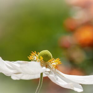 Die ersten Herbstboten