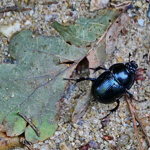 Waldmistkäfer.