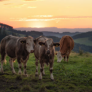 die vier Muske(l)tiere