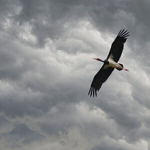 Heimflug