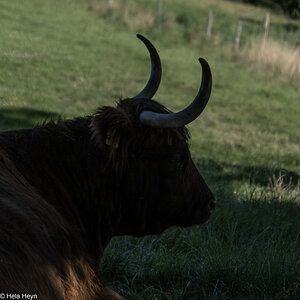 im Schatten