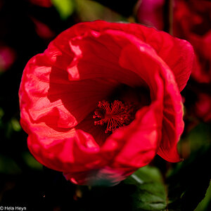 Malve in rot