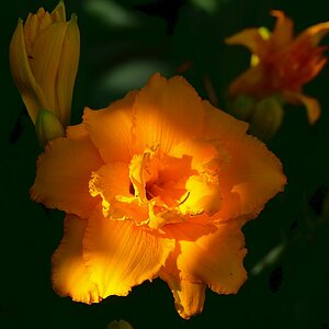 Von der Knospe bis zur Blüte