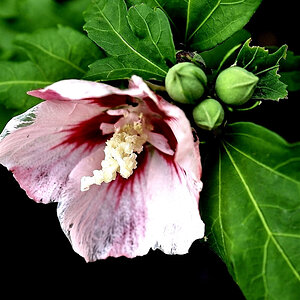 Hibiskus