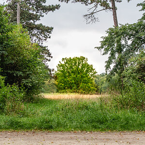 Baum August