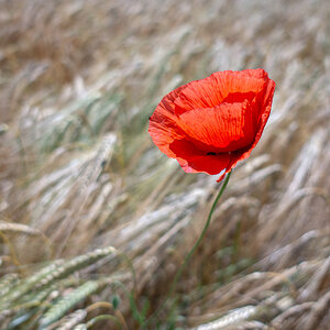 Roter Mohn