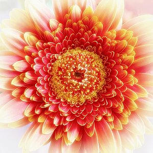 ... "SONNEN"blume