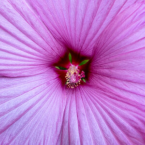 Riesenhibiskus