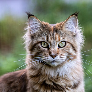 Die Katze der Nachbarin
