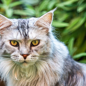 Katze der Nachbarin Vol. 2