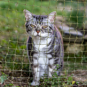 Katzen der Nachbarin, schlecht gelaunt ;-)