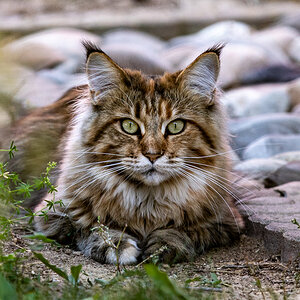Katzen der Nachbarin