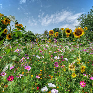 Sommerwiese
