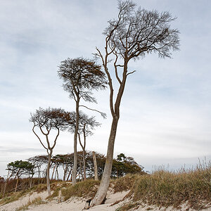 Strandbäume I