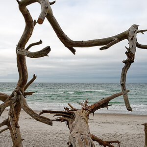 Strandbäume III