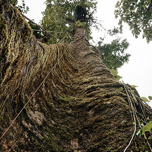 Tropenbaum II
