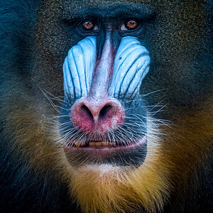 Mandrill