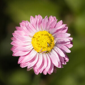 Gänseblümchen in rosé