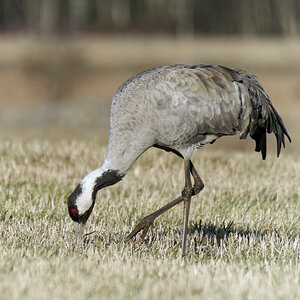 Vogel des Glücks