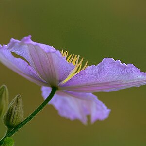 Clematis
