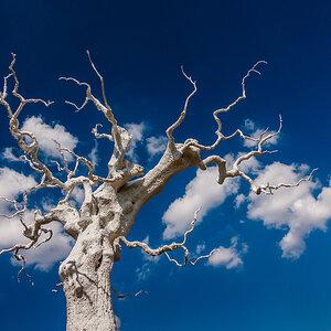 Baum in Weiß