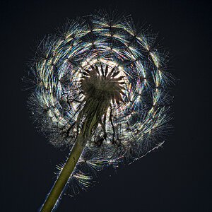 Pusteblume