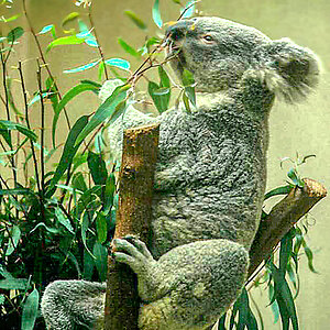 Koala