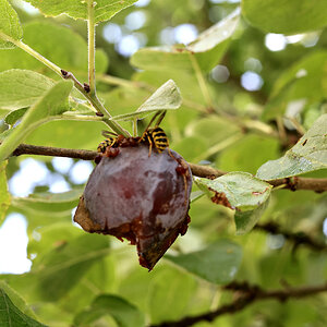 Pflaumenmus