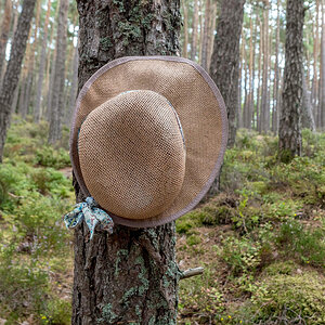 Baum Trägt Hut