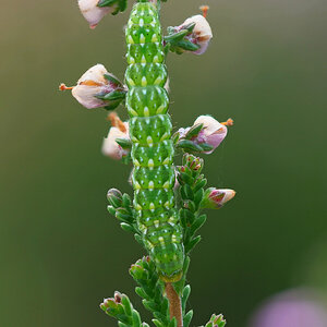 Heidekraut-Bunteule (Anarta myrtilli)
