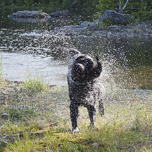 Nasser Hund