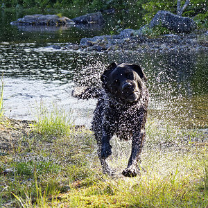 Nochmal nasser Hund...