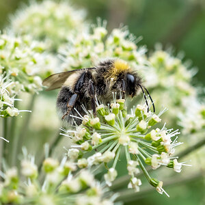 Erdhummel