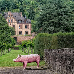 Schwein gehabt