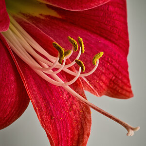 Amarilis