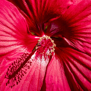 Staudenhibiskus