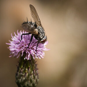 Raupenfliege