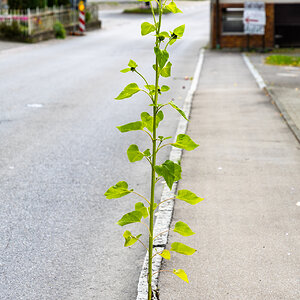 tapfere Sonnenblume