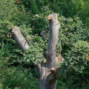 Der Baum im September